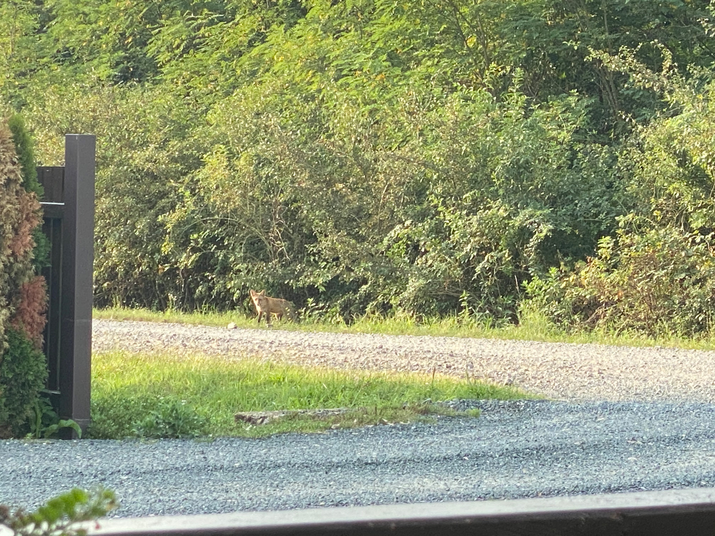 Fuchs gegenüber der Einfahrt/Fox opposite the entrance